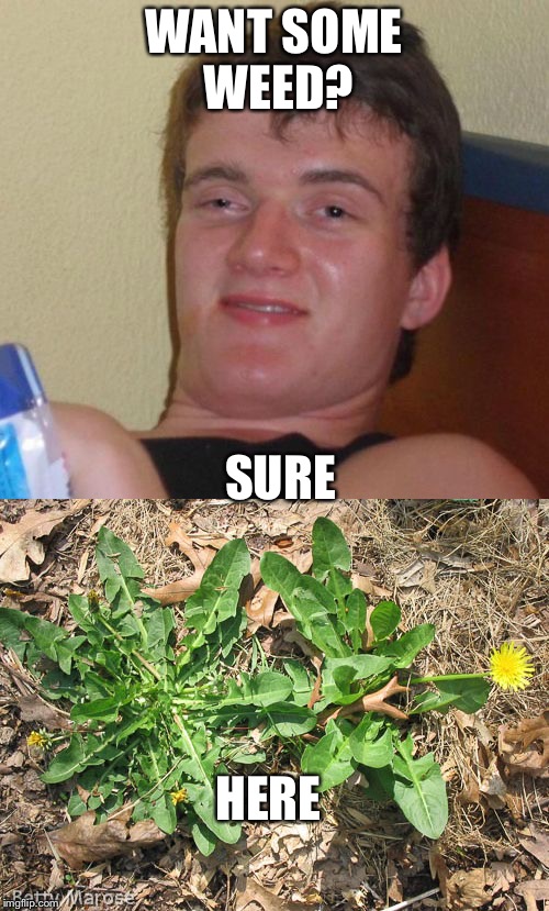 Non illegal weed | WANT SOME WEED? SURE; HERE | image tagged in 10 guy,weeds,wtf wrong with you | made w/ Imgflip meme maker