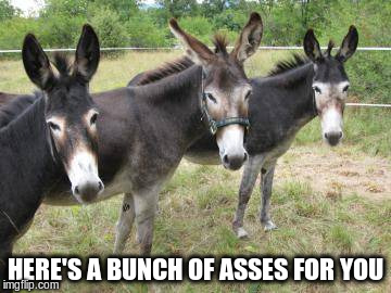 three asses | HERE'S A BUNCH OF ASSES FOR YOU | image tagged in donkey | made w/ Imgflip meme maker