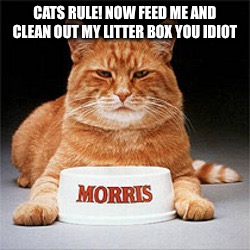 CATS RULE! NOW FEED ME AND CLEAN OUT MY LITTER BOX YOU IDIOT | made w/ Imgflip meme maker