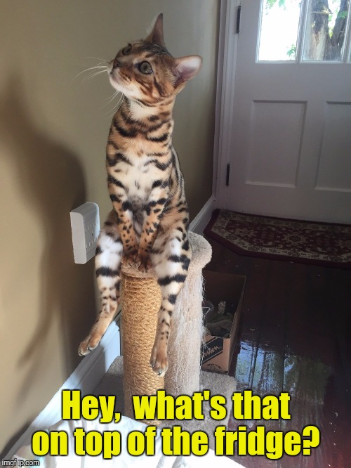 Cat Chilling | Hey,  what's that on top of the fridge? | image tagged in cat chilling | made w/ Imgflip meme maker