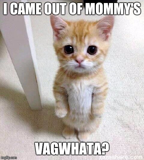 Anybody want a free kitten? | I CAME OUT OF MOMMY'S; VAGWHATA? | image tagged in memes,cute cat | made w/ Imgflip meme maker
