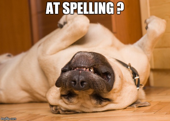 Sleeping dog | AT SPELLING ? | image tagged in sleeping dog | made w/ Imgflip meme maker