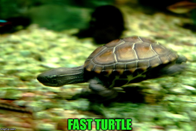 FAST TURTLE | made w/ Imgflip meme maker