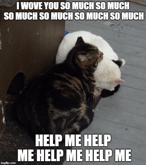 Cat friends | I WOVE YOU SO MUCH SO MUCH SO MUCH SO MUCH SO MUCH SO MUCH; HELP ME HELP ME HELP ME HELP ME | image tagged in cat friends | made w/ Imgflip meme maker