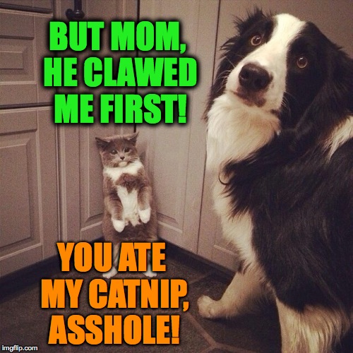 Territorial Dispute | BUT MOM, HE CLAWED ME FIRST! YOU ATE MY CATNIP, ASSHOLE! | image tagged in who,me | made w/ Imgflip meme maker
