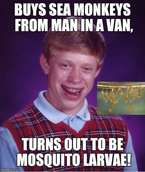 Be careful who you do business with! | BUYS SEA MONKEYS FROM MAN IN A VAN, TURNS OUT TO BE MOSQUITO LARVAE! | image tagged in memes,bad luck brian,mosquito attack,heres your sign,too funny,funny memes | made w/ Imgflip meme maker
