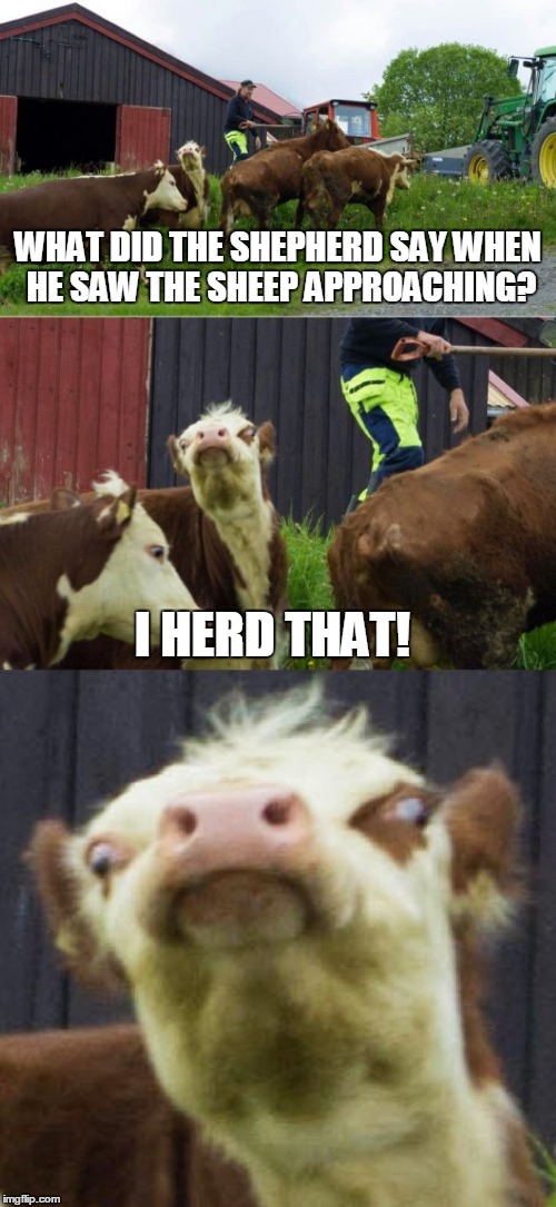 Bad pun cow  | WHAT DID THE SHEPHERD SAY WHEN HE SAW THE SHEEP APPROACHING? I HERD THAT! | image tagged in bad pun cow | made w/ Imgflip meme maker