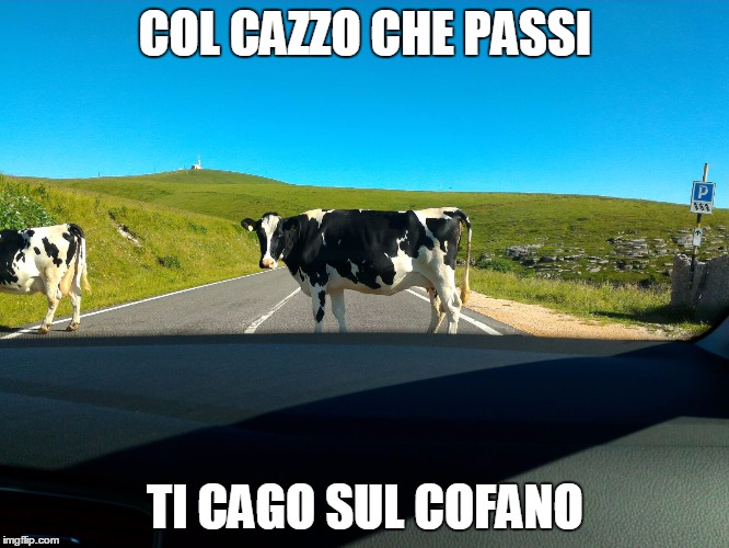 COL CAZZO CHE PASSI; TI CAGO SUL COFANO | made w/ Imgflip meme maker