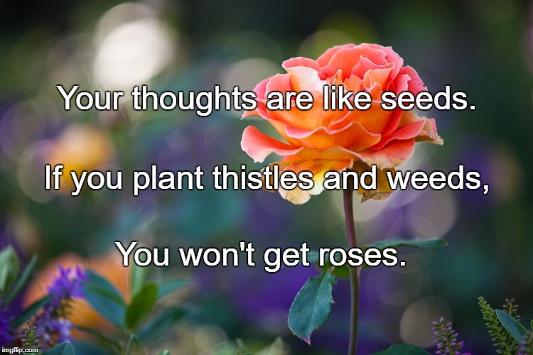 Roses | Your thoughts are like seeds. If you plant thistles and weeds, You won't get roses. | image tagged in roses | made w/ Imgflip meme maker