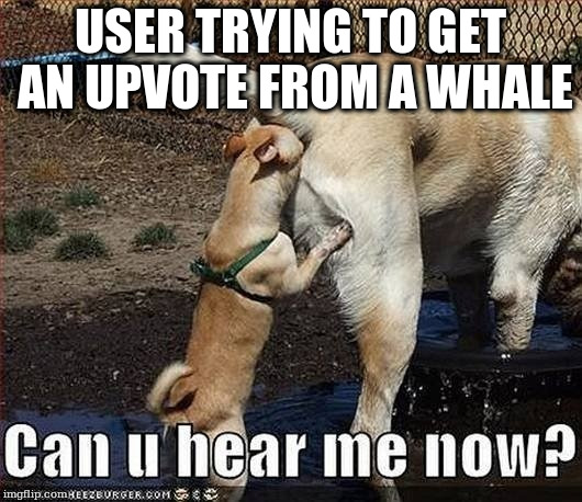 USER TRYING TO GET AN UPVOTE FROM A WHALE | made w/ Imgflip meme maker