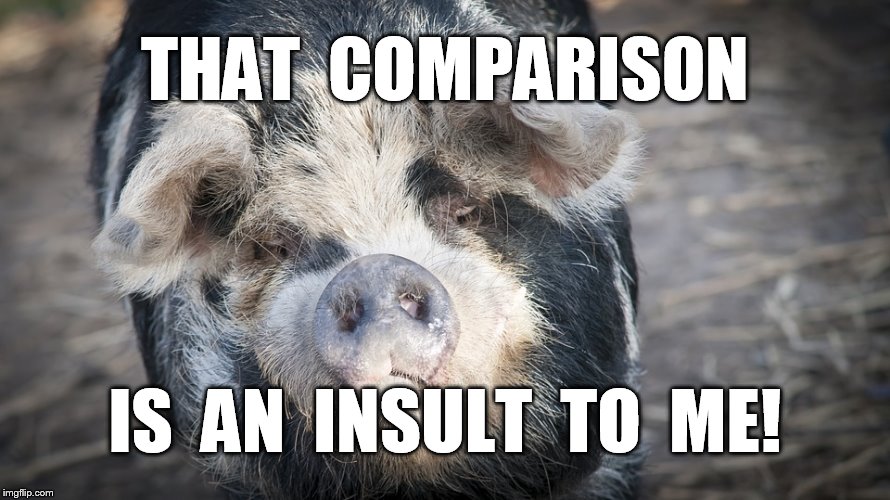 Piggy | THAT  COMPARISON; IS  AN  INSULT  TO  ME! | image tagged in pig,hog,insult,porcine,pork | made w/ Imgflip meme maker