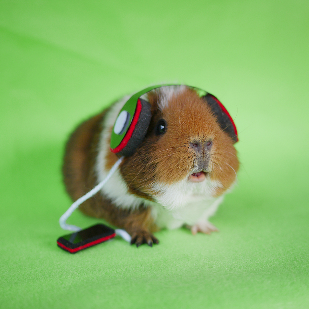 guinea pig headphones Blank Meme Template