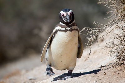 Magellanic penguins bowtie Blank Meme Template
