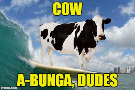 COW; A-BUNGA, DUDES | made w/ Imgflip meme maker