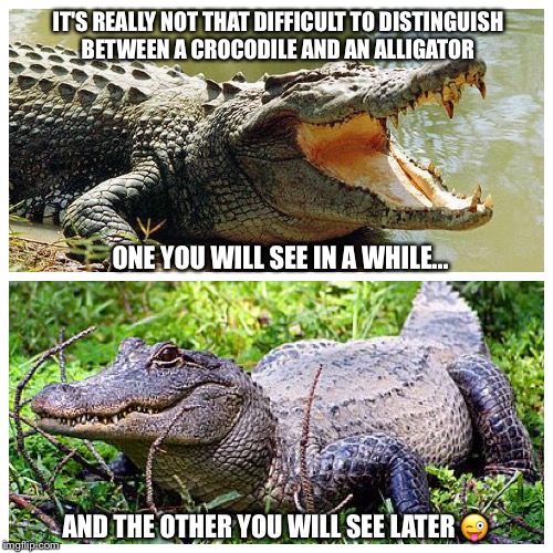 Or you could just say, Hasta la vista baby! |  IT'S REALLY NOT THAT DIFFICULT TO DISTINGUISH BETWEEN A CROCODILE AND AN ALLIGATOR; ONE YOU WILL SEE IN A WHILE... AND THE OTHER YOU WILL SEE LATER 😜 | image tagged in crocodile,aligator,goodbye,hello,hasta la vista baby | made w/ Imgflip meme maker