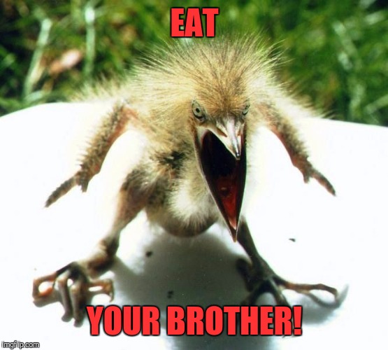 Angry bird | EAT YOUR BROTHER! | image tagged in angry bird | made w/ Imgflip meme maker