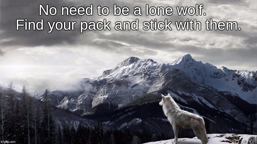 Lone Wolf | No need to be a lone wolf.    Find your pack and stick with them. | image tagged in lone wolf | made w/ Imgflip meme maker
