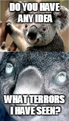 do you have any idea | DO YOU HAVE ANY IDEA; WHAT TERRORS I HAVE SEEN? | image tagged in koala,tramua | made w/ Imgflip meme maker