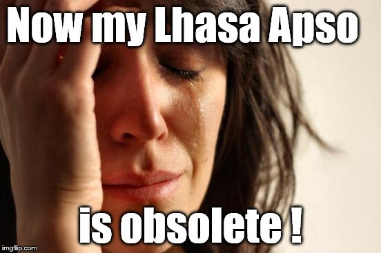 First World Problems Meme | Now my Lhasa Apso is obsolete ! | image tagged in memes,first world problems | made w/ Imgflip meme maker