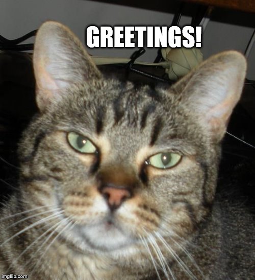 Greetings | GREETINGS! | image tagged in greetings,cat meme | made w/ Imgflip meme maker