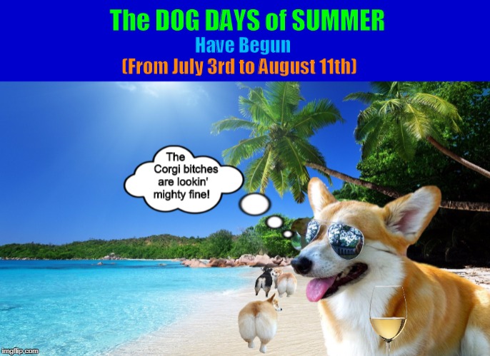 The Dog Days of Summer Have Begun | image tagged in dog days of summer,dogs,corgi,funny,memes,summer | made w/ Imgflip meme maker