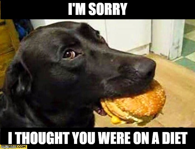 No, I'm not. | I'M SORRY; I THOUGHT YOU WERE ON A DIET | image tagged in dog and burger,dogs,burger,caught in the act,whoops,sorry | made w/ Imgflip meme maker