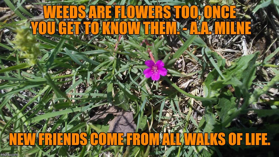 Look who I met walking today! | WEEDS ARE FLOWERS TOO, ONCE YOU GET TO KNOW THEM.
- A.A. MILNE; NEW FRIENDS COME FROM ALL WALKS OF LIFE. | image tagged in weed,friends,you cant - if you don't,gardening,good morning | made w/ Imgflip meme maker