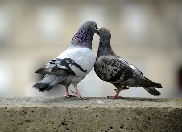 2 pigeons Blank Meme Template