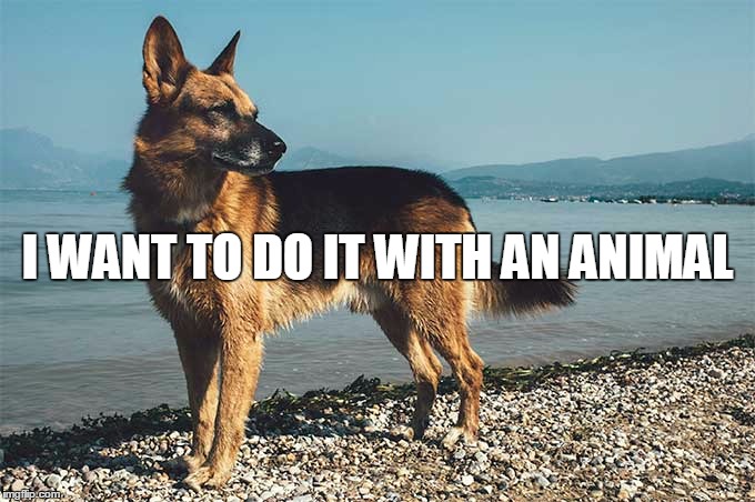 GSD | I WANT TO DO IT WITH AN ANIMAL | image tagged in german shepherd | made w/ Imgflip meme maker
