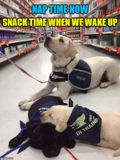 All Kindergarteners Need Naps | NAP TIME NOW; SNACK TIME WHEN WE WAKE UP | image tagged in service dogs,dogs,dogs cute | made w/ Imgflip meme maker