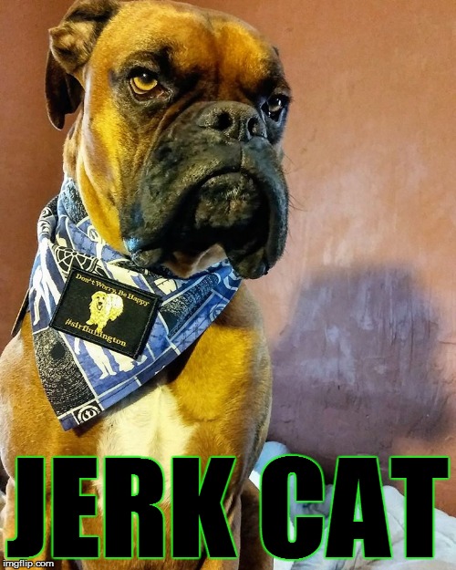 Grumpy Dog | JERK CAT | image tagged in grumpy dog | made w/ Imgflip meme maker