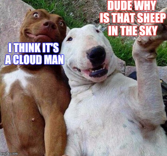 selfie dogs | DUDE WHY IS THAT SHEEP IN THE SKY; I THINK IT'S A CLOUD MAN | image tagged in selfie dogs | made w/ Imgflip meme maker