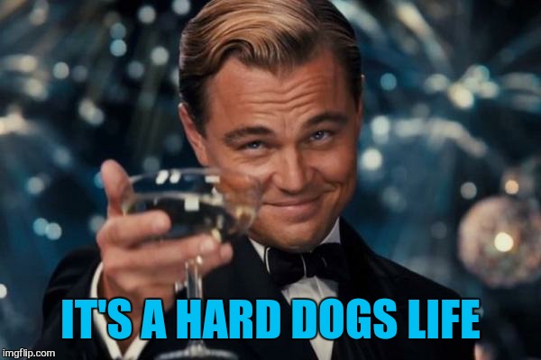 Leonardo Dicaprio Cheers Meme | IT'S A HARD DOGS LIFE | image tagged in memes,leonardo dicaprio cheers | made w/ Imgflip meme maker