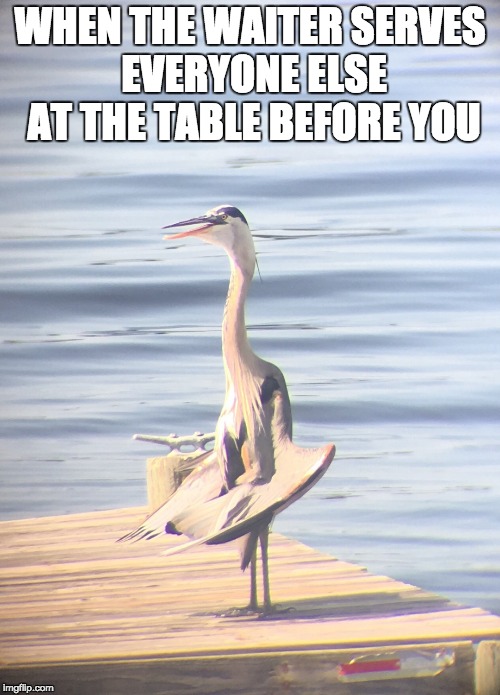 WHEN THE WAITER SERVES EVERYONE ELSE AT THE TABLE BEFORE YOU | image tagged in distraught heron | made w/ Imgflip meme maker