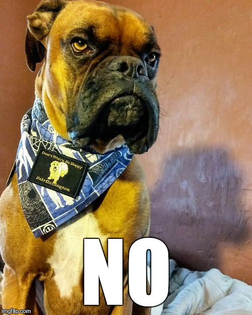 Grumpy Dog | NO | image tagged in grumpy dog | made w/ Imgflip meme maker