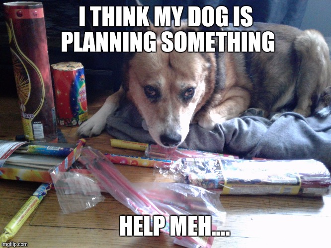 I THINK MY DOG IS PLANNING SOMETHING; HELP MEH.... | image tagged in suspicious doggo | made w/ Imgflip meme maker