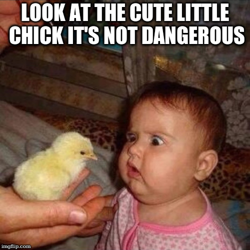 LOOK AT THE CUTE LITTLE CHICK IT'S NOT DANGEROUS | made w/ Imgflip meme maker