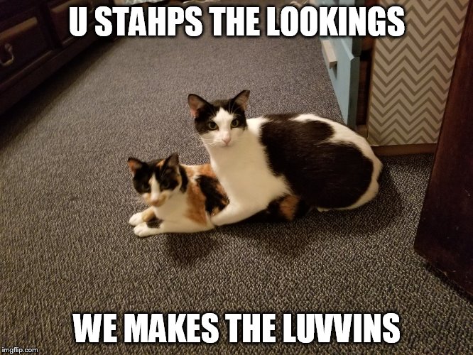 Cat sex | U STAHPS THE LOOKINGS; WE MAKES THE LUVVINS | image tagged in cats | made w/ Imgflip meme maker