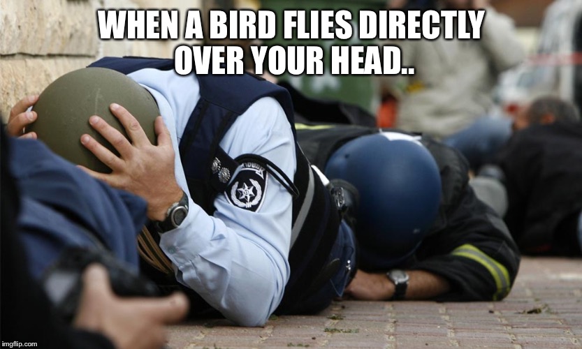 Just wut..? | WHEN A BIRD FLIES DIRECTLY OVER YOUR HEAD.. | image tagged in birds,funny memes,funny,funny animals,too funny,oh shit | made w/ Imgflip meme maker