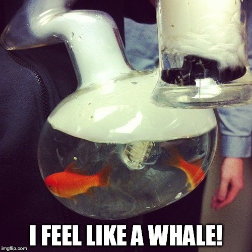 I FEEL LIKE A WHALE! | made w/ Imgflip meme maker