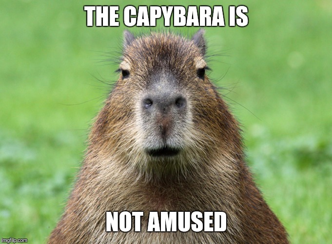 Capybara is not amused | THE CAPYBARA IS; NOT AMUSED | image tagged in capybara is not amused | made w/ Imgflip meme maker