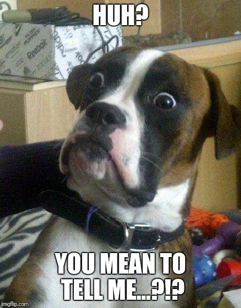 Surprised Dog | HUH? YOU MEAN TO TELL ME...?!? | image tagged in surprised dog | made w/ Imgflip meme maker