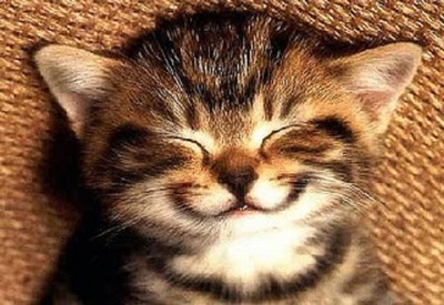 High Quality smiling kitten Blank Meme Template