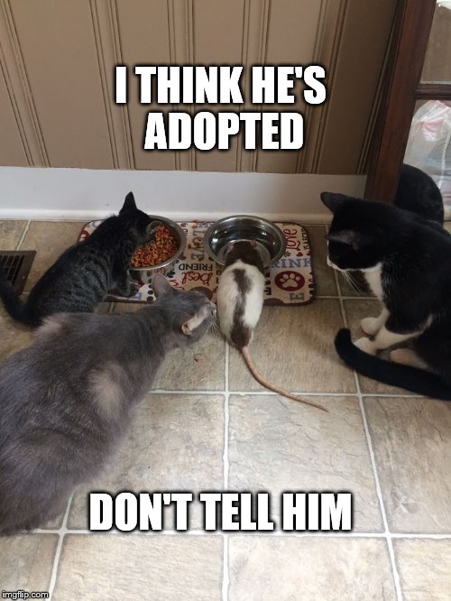 Adopted Rat | I THINK HE'S ADOPTED; DON'T TELL HIM | image tagged in adopted rat,animal meme | made w/ Imgflip meme maker