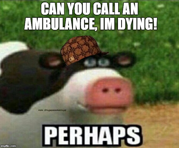 CAN YOU CALL AN AMBULANCE, IM DYING! | image tagged in perhaps | made w/ Imgflip meme maker