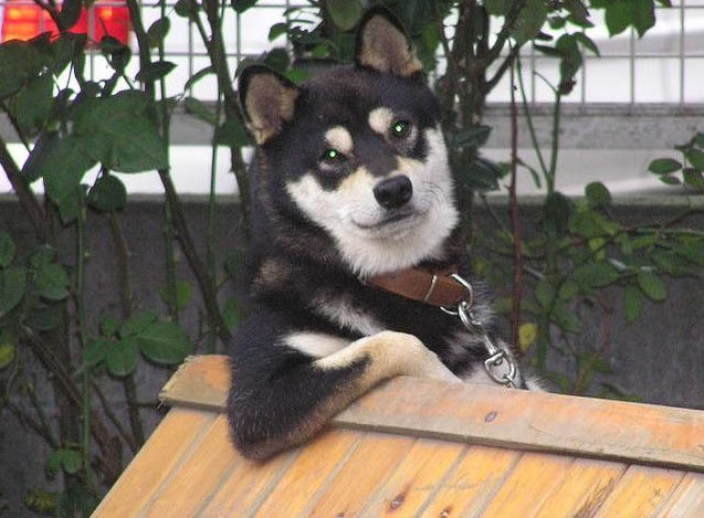 most interesting husky Blank Meme Template