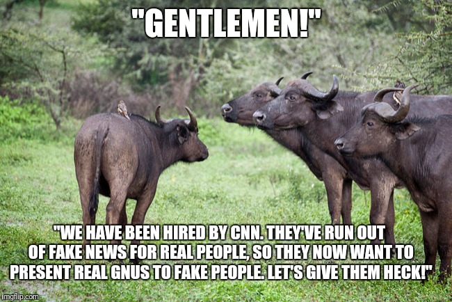 Come get me CNN!  I won't apologize! | "GENTLEMEN!"; "WE HAVE BEEN HIRED BY CNN. THEY'VE RUN OUT OF FAKE NEWS FOR REAL PEOPLE, SO THEY NOW WANT TO PRESENT REAL GNUS TO FAKE PEOPLE. LET'S GIVE THEM HECK!" | image tagged in cnn,fake news,fake people,gnu | made w/ Imgflip meme maker