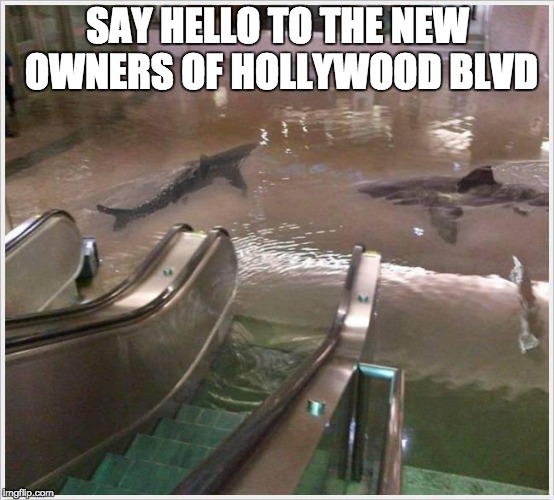 Shark Mall | SAY HELLO TO THE NEW OWNERS OF HOLLYWOOD BLVD | image tagged in shark mall | made w/ Imgflip meme maker