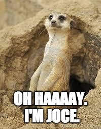 Meerkat | OH HAAAAY. I'M JOCE. | image tagged in meerkat | made w/ Imgflip meme maker