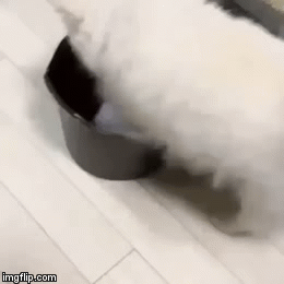 Isnt this  just so so cute | image tagged in gifs | made w/ Imgflip video-to-gif maker